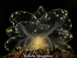 Cyerce elegans by Sofia Tenggrono 